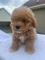 Minnie, a female Poodle - Toy  for sale in Raeford, NC – 2 of 3