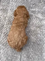 Rocco, a male Miniature Goldendoodle for sale in Raeford, NC – 4 of 4
