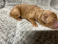 Nala, a female Double Doodle for sale in Raeford, NC – 2 of 4