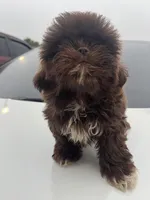 Coco, a male Shih Tzu for sale in Raeford, NC – 3 of 3