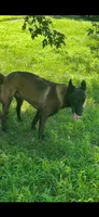 Chloe, a female Belgian Malinois for sale in Greensburg, IN – 3 of 3