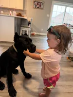 Shadow, a female Cane Corso for sale in Greensburg, IN – 4 of 8