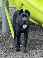 Shadow, a female Cane Corso for sale in Greensburg, IN – 8 of 8