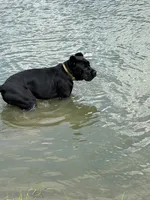 Shadow, a female Cane Corso for sale in Greensburg, IN – 3 of 8