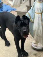 Shadow, a female Cane Corso for sale in Greensburg, IN – 6 of 8