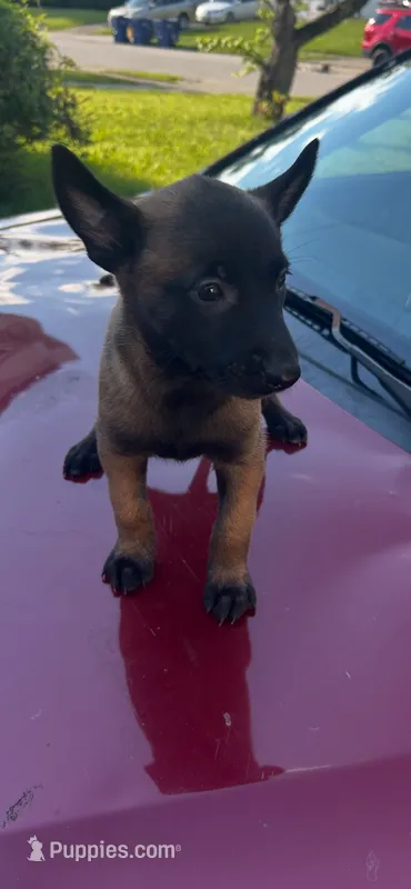 Chloe – Belgian Malinois puppy for sale in Greensburg, IN