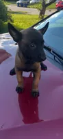 Chloe, a female Belgian Malinois for sale in Greensburg, IN – 1 of 3