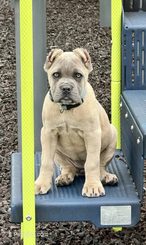 Nala – Cane Corso puppy for sale in Greensburg, IN