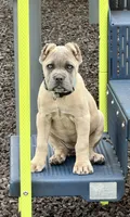 Nala, a female Cane Corso for sale in Greensburg, IN – 1 of 9