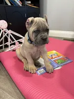 Nala, a female Cane Corso for sale in Greensburg, IN – 6 of 9