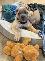 Nala, a female Cane Corso for sale in Greensburg, IN – 3 of 9