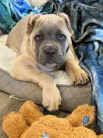 Nala, a female Cane Corso for sale in Greensburg, IN – 7 of 9