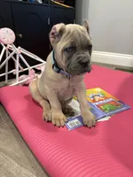 Nala, a female Cane Corso for sale in Greensburg, IN – 8 of 9