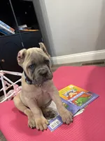 Nala, a female Cane Corso for sale in Greensburg, IN – 4 of 9