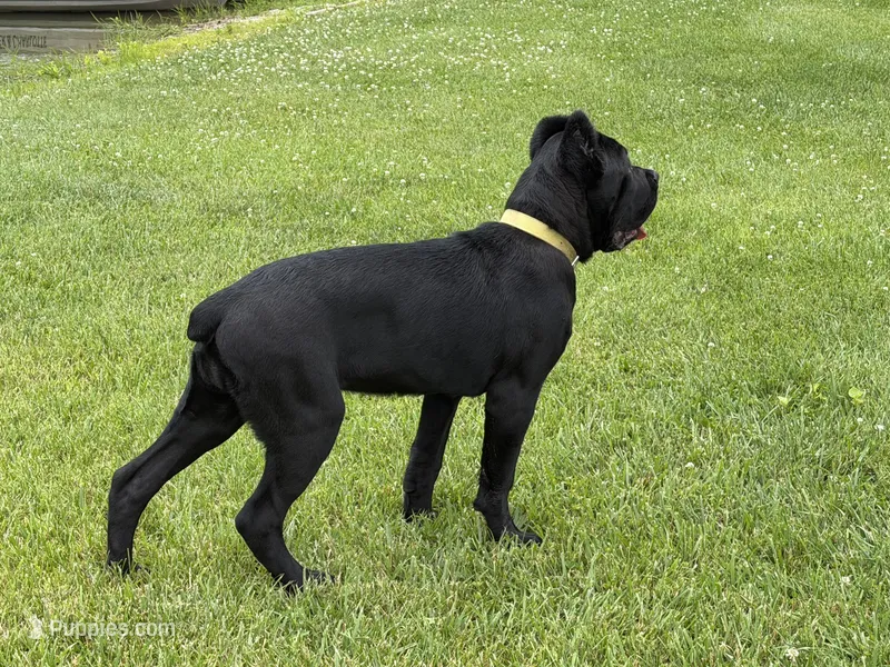 Shadow – Cane Corso puppy for sale in Greensburg, IN