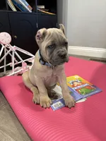 Nala, a female Cane Corso for sale in Greensburg, IN – 9 of 9