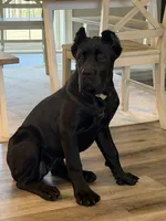 Shadow, a female Cane Corso for sale in Greensburg, IN – 2 of 8
