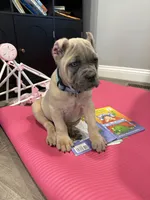 Nala, a female Cane Corso for sale in Greensburg, IN – 2 of 9