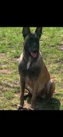 Chloe, a female Belgian Malinois for sale in Greensburg, IN – 2 of 3
