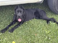 Shadow, a female Cane Corso for sale in Greensburg, IN – 7 of 8