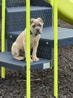 Nala, a female Cane Corso for sale in Greensburg, IN – 5 of 9