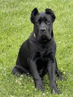 Shadow, a female Cane Corso for sale in Greensburg, IN – 5 of 8