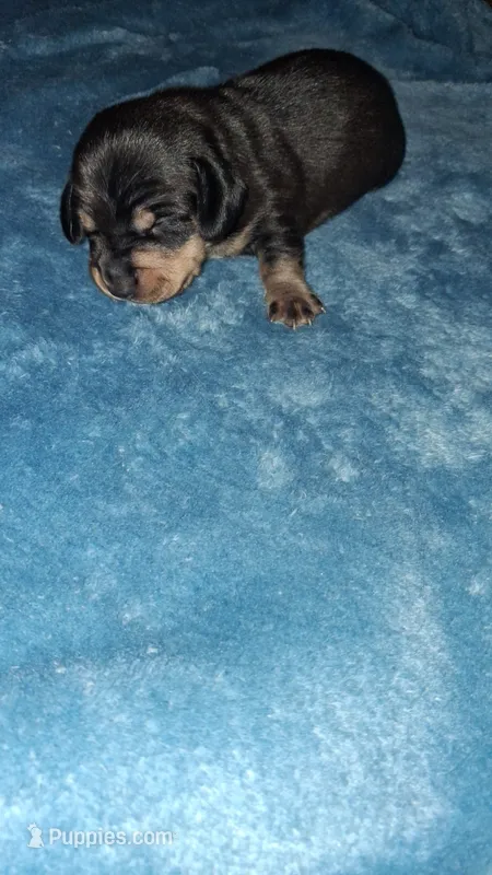 Beau – Miniature Dachshund puppy for sale in Wilburton, OK