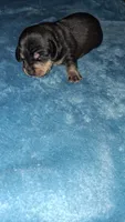 Beau, a male Miniature Dachshund for sale in Wilburton, OK – 1 of 1