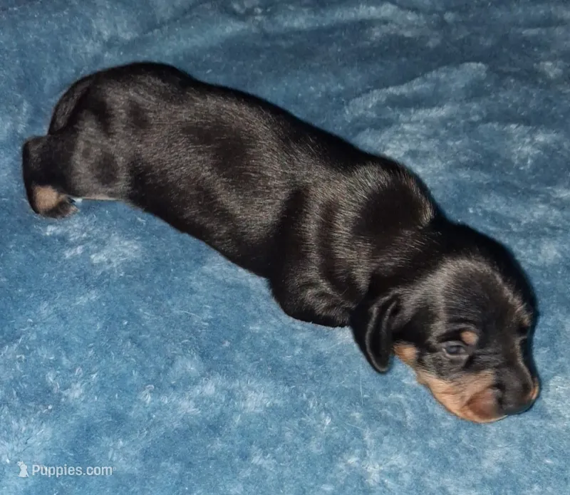 Archie jr – Miniature Dachshund puppy for sale in Wilburton, OK
