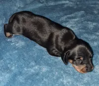 Archie jr, a male Miniature Dachshund for sale in Wilburton, OK – 1 of 1