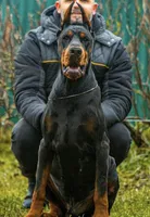 Rosa, a female Doberman Pinscher for sale in Barnett, MO – Photo 2 of 8