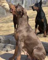 Rosa, a female Doberman Pinscher for sale in Barnett, MO – Photo 4 of 8