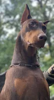 Rosa, a female Doberman Pinscher for sale in Barnett, MO – Photo 6 of 8