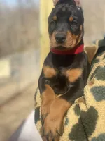 Rosa, a female Doberman Pinscher for sale in Barnett, MO – Photo 1 of 8