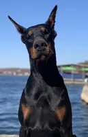 Rosa, a female Doberman Pinscher for sale in Barnett, MO – Photo 7 of 8