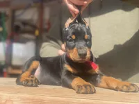 Rosa, a female Doberman Pinscher for sale in Barnett, MO – Photo 3 of 8