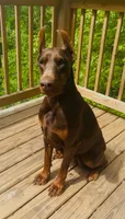 Wispa Angel & Demon, a female Doberman Pinscher for sale in Barnett, MO – Photo 6 of 6