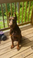 Wispa Angel & Demon, a female Doberman Pinscher for sale in Barnett, MO – Photo 3 of 6