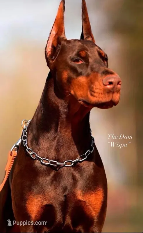 Wispa Angel & Demon – Doberman Pinscher puppy for sale in Barnett, MO