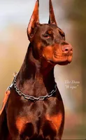 Wispa Angel & Demon, a female Doberman Pinscher for sale in Barnett, MO – Photo 1 of 6