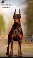Wispa Angel & Demon, a female Doberman Pinscher for sale in Barnett, MO – Photo 2 of 6