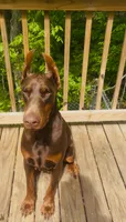 Wispa Angel & Demon, a female Doberman Pinscher for sale in Barnett, MO – Photo 5 of 6