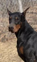 Scarlet, a female Doberman Pinscher for sale in Barnett, MO – Photo 3 of 6