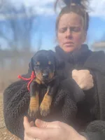 Scarlet, a female Doberman Pinscher for sale in Barnett, MO – Photo 6 of 6