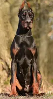 Scarlet, a female Doberman Pinscher for sale in Barnett, MO – Photo 5 of 6