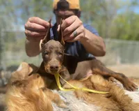 Million of Divinity, a  Doberman Pinscher for sale in Barnett, MO – Photo 5 of 6