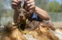 Million of Divinity, a  Doberman Pinscher for sale in Barnett, MO – Photo 1 of 6