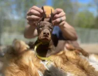 Million of Divinity, a  Doberman Pinscher for sale in Barnett, MO – Photo 4 of 6