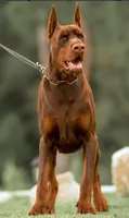Million of Divinity, a  Doberman Pinscher for sale in Barnett, MO – Photo 6 of 6