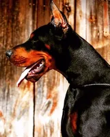 Million of Divinity, a  Doberman Pinscher for sale in Barnett, MO – Photo 2 of 6